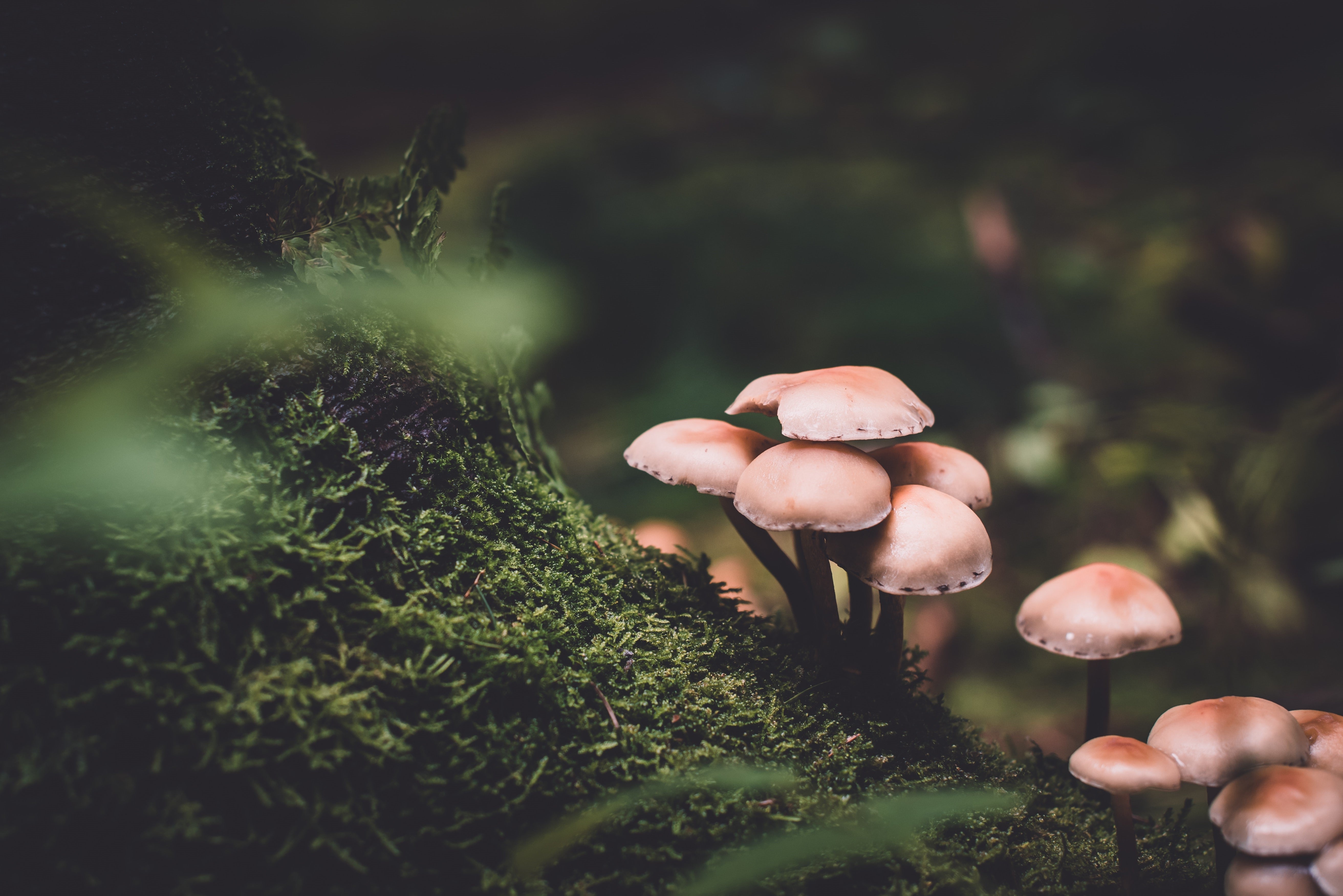 The Science Behind Nootropics: Boosting Cognitive Function