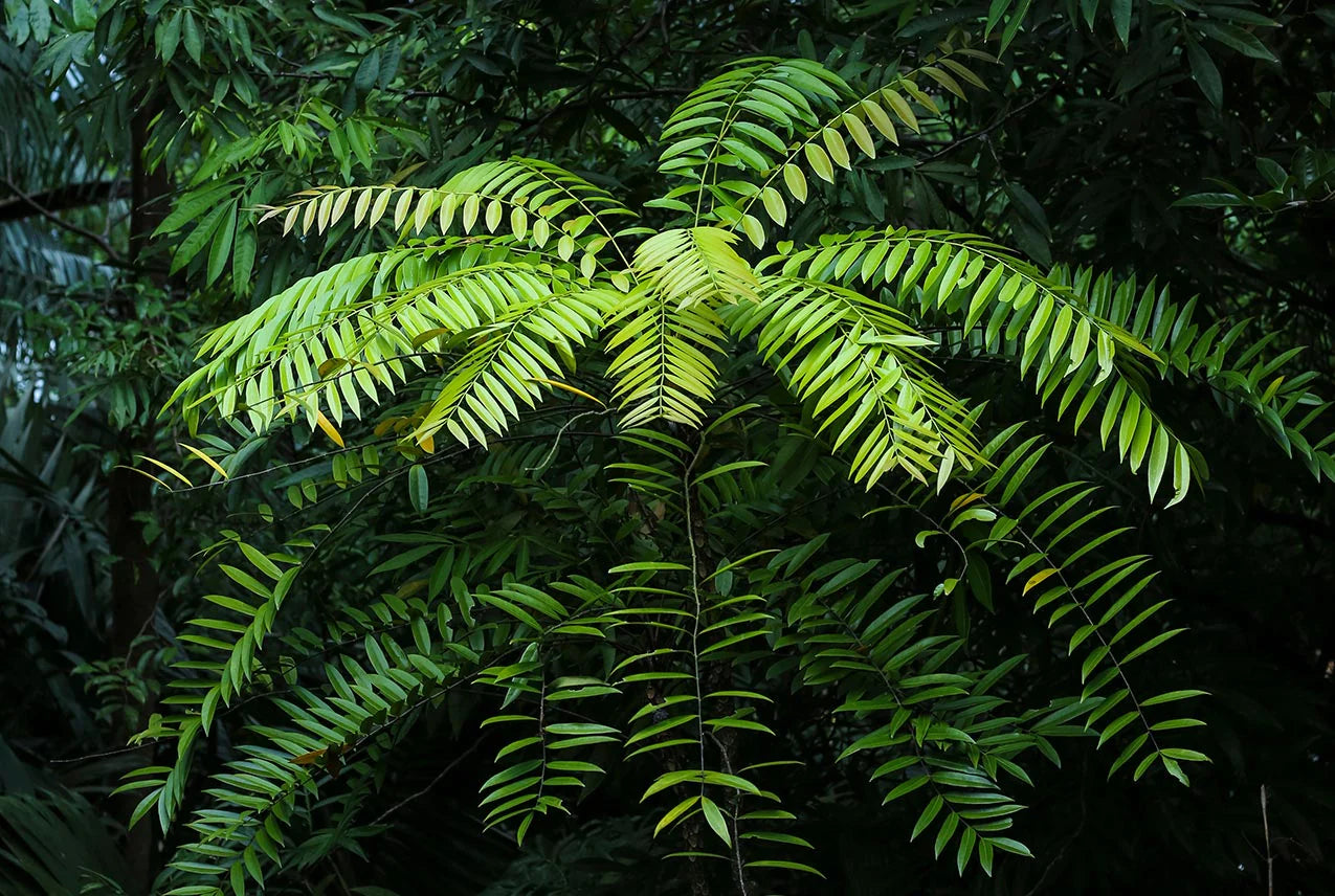 How Tongkat Ali Boosts Testosterone Naturally