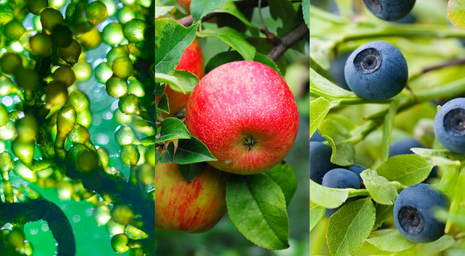 Pure Organic Ingredients