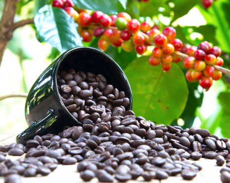 Pure Arabica Coffee