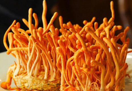 Pure Organic Cordyceps