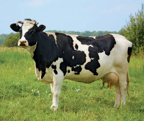 Pure Grass-Fed Whey