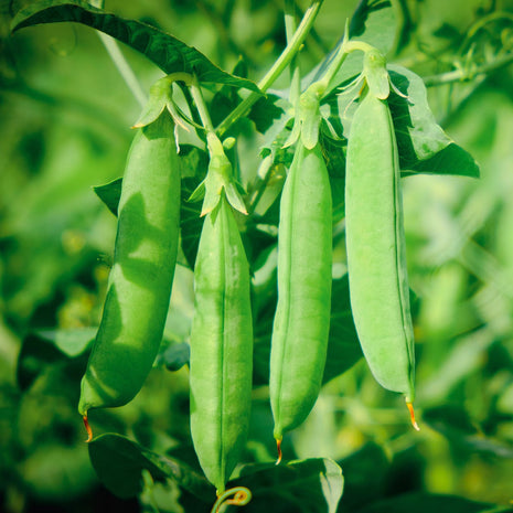 Pure Organic Peas