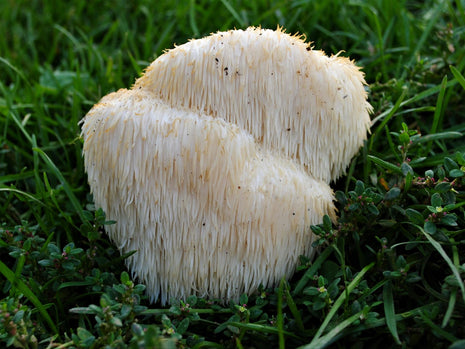 Pure Organic Lion's Mane