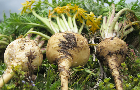 Pure Organic Maca Root