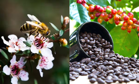 Pure Ingredients