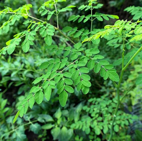 Pure Moringa Leaves