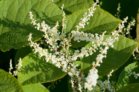 Pure Polygonum Cuspidatum