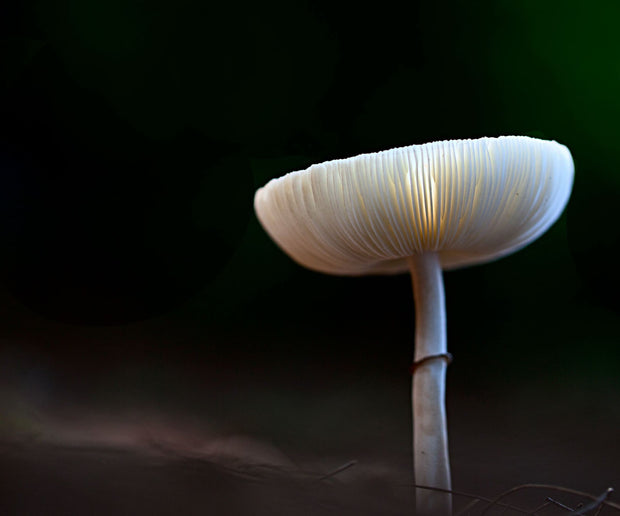 Mushrooms
