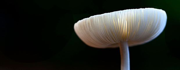 Mushrooms