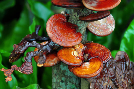 Pure Organic Reishi